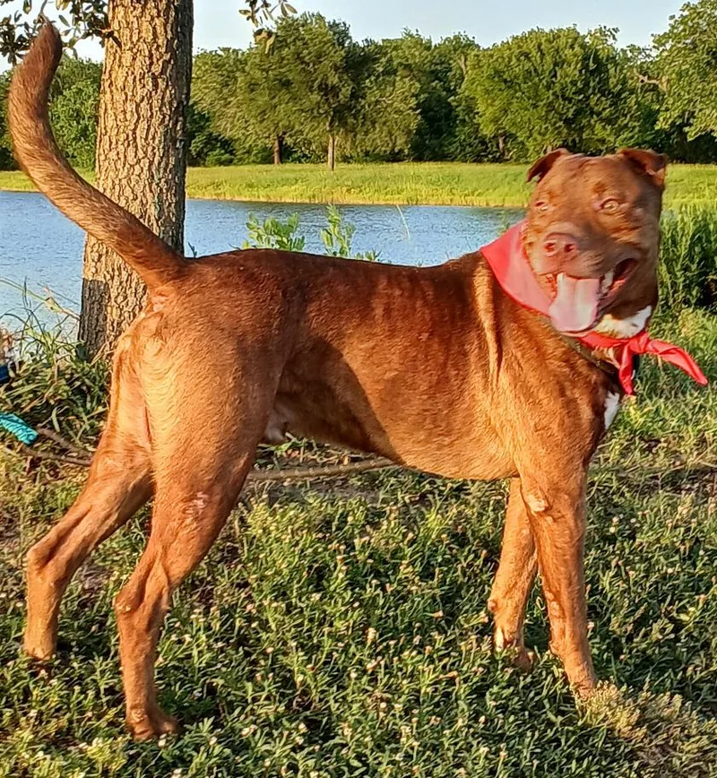 A young medium-sized male Catahoula Leopard Dog dog named Andy  Super Sweet for adoption in Houston, TX