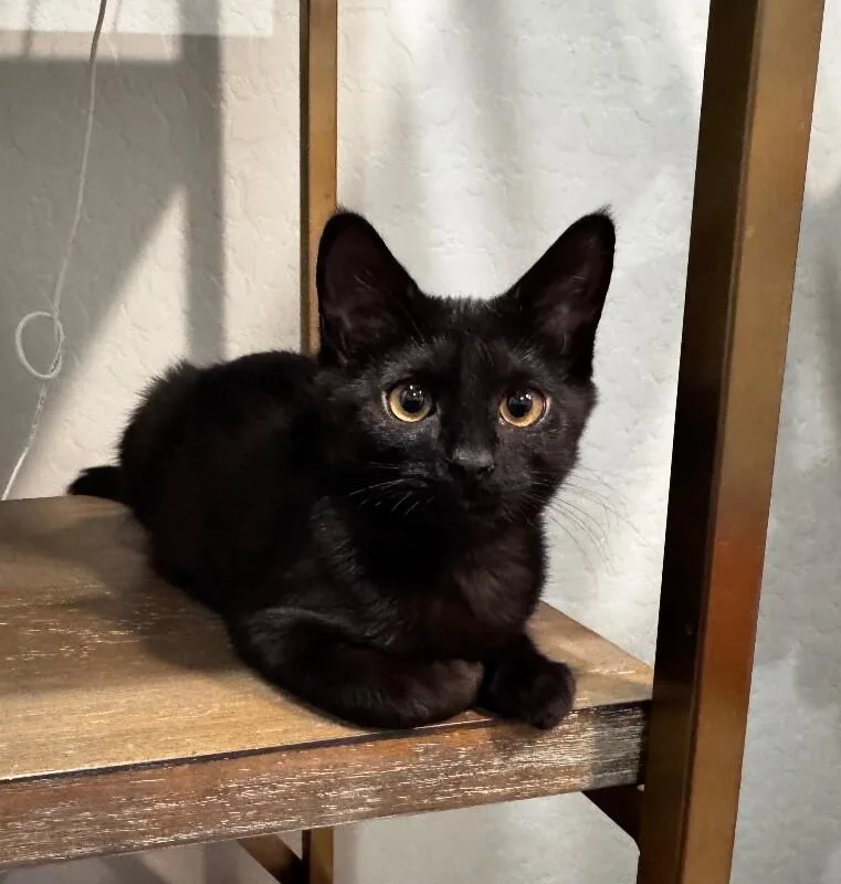 A baby small-sized female Black Bombay cat named Blissy Pokémon Litter for adoption in Anthem, AZ