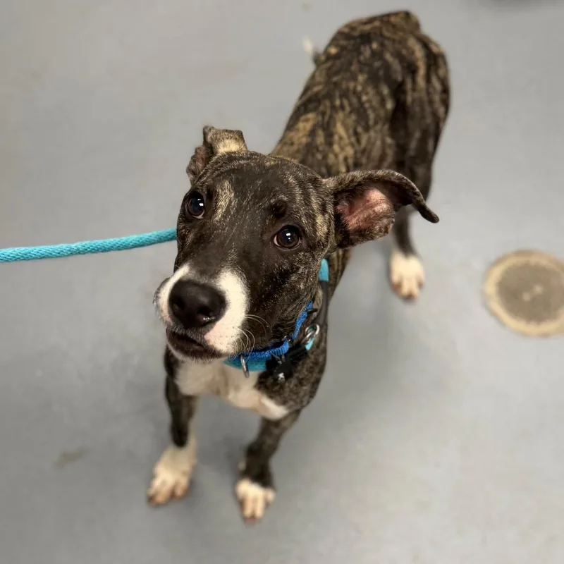 A young medium-sized male Brindle Mixed Breed dog named PacMan for adoption in Sarasota, FL
