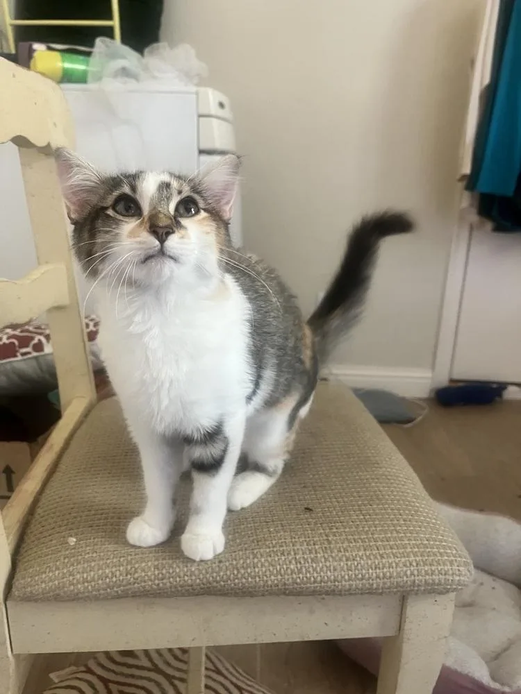 A baby small-sized female Black & White / Tuxedo Domestic Short Hair cat named Cider for adoption in Dallas, TX