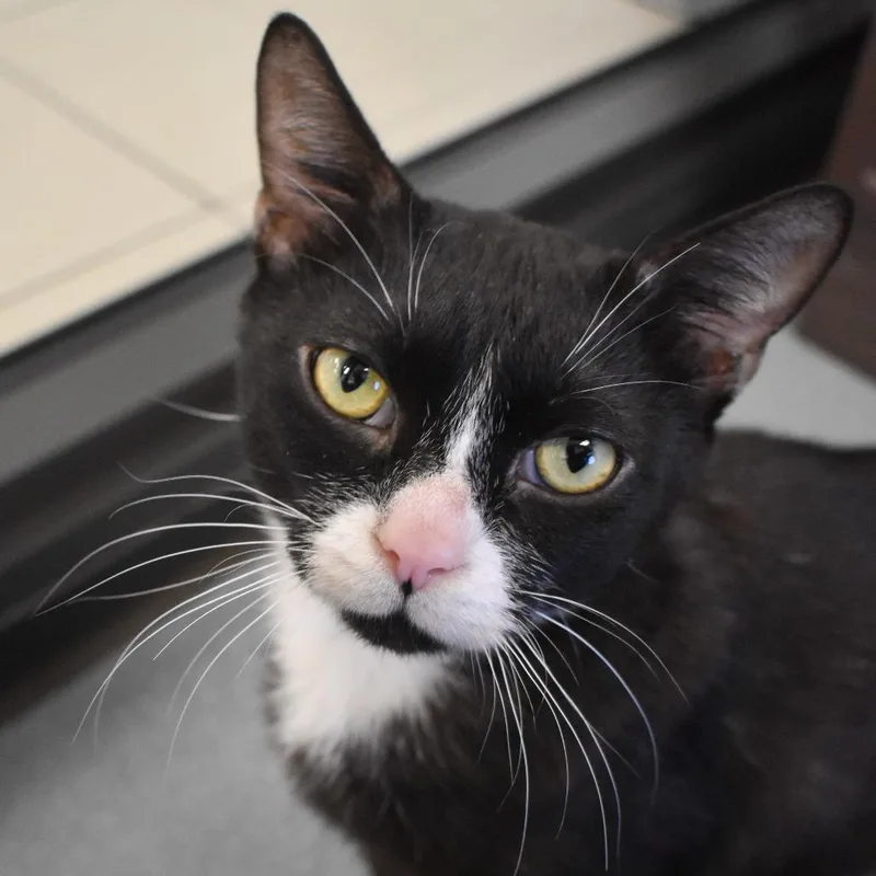 An adult large-sized male Black Domestic Short Hair cat named Linus for adoption in West Palm Beach, FL