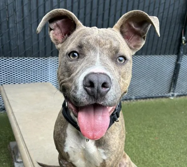 A young medium-sized female Pit Bull Terrier dog named Melody for adoption in El Cajon, CA