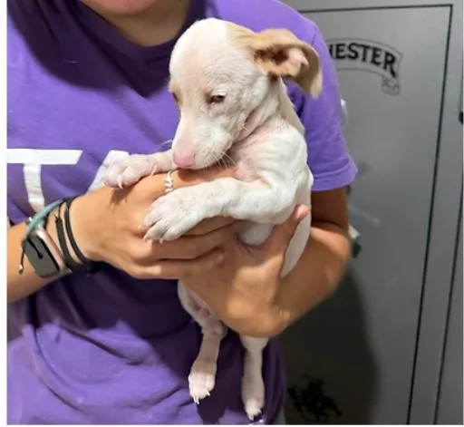 A baby small-sized male Chiweenie dog named Dobby for adoption in Granbury, TX