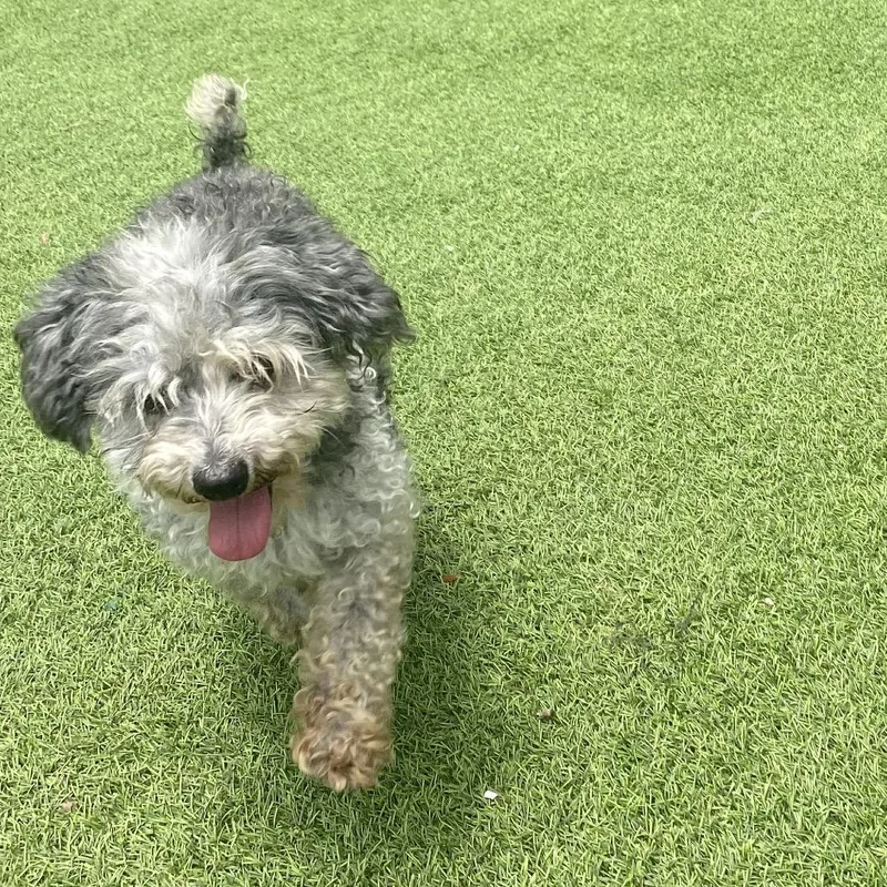 A senior small-sized male Gray / Blue / Silver Miniature Poodle dog named Percy Pickles for adoption in LOXAHATCHEE, FL