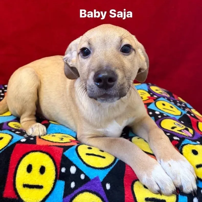 Baby Saja thumbnail 2