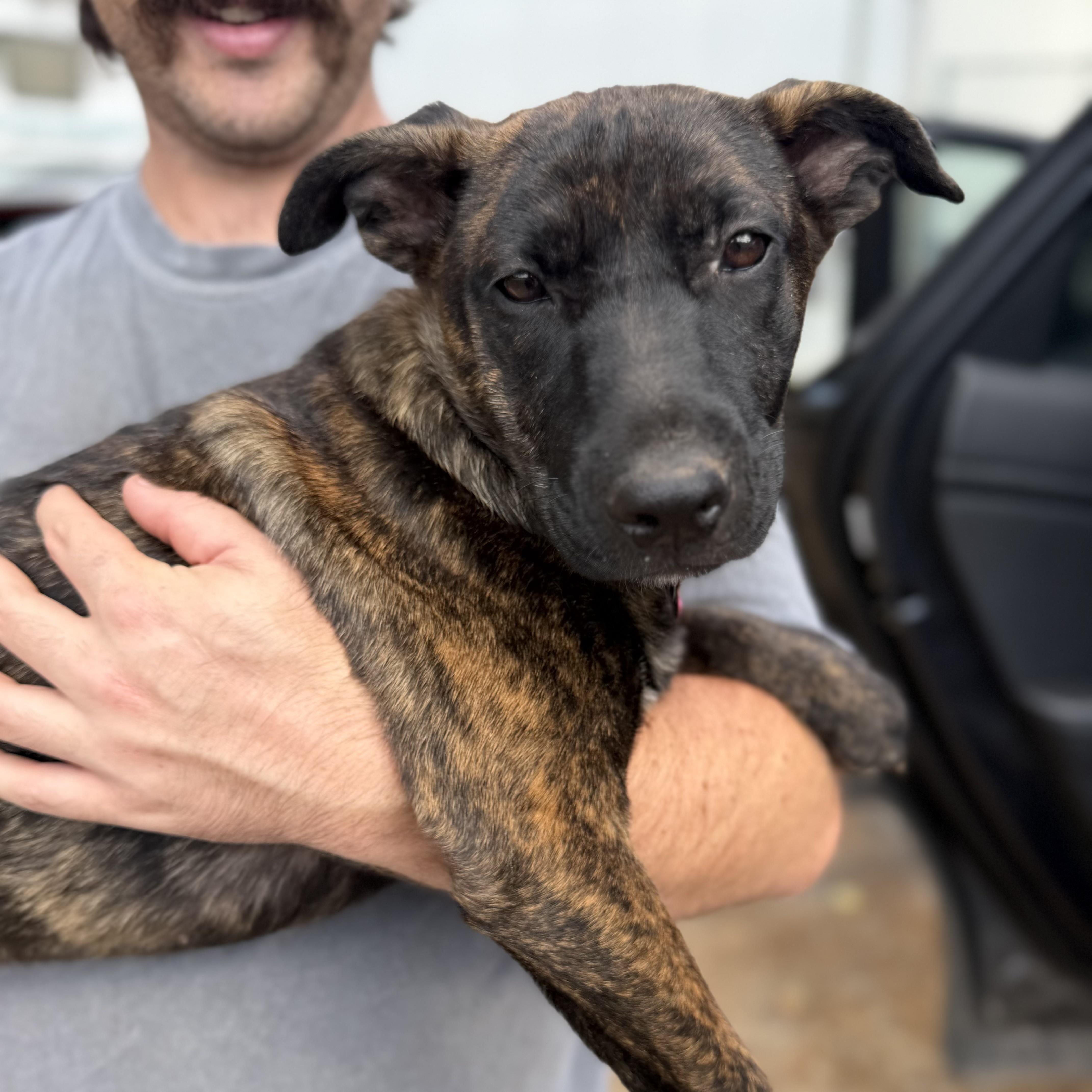 A baby medium-sized female Brindle Mixed Breed dog named Sasha for adoption in Columbia, SC