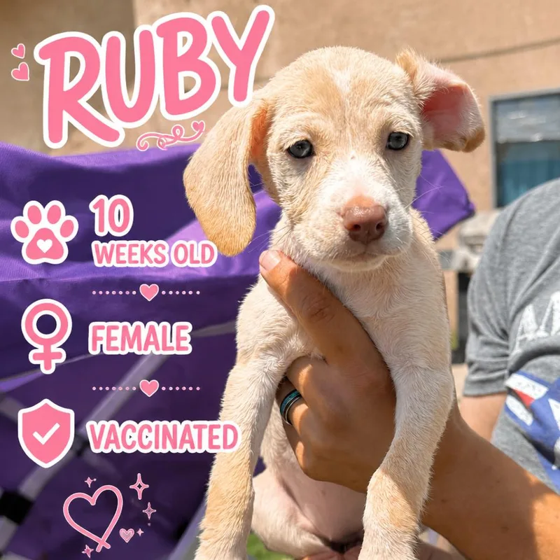 A baby small-sized female White / Cream Labrador Retriever dog named Ruby for adoption in San Diego, CA