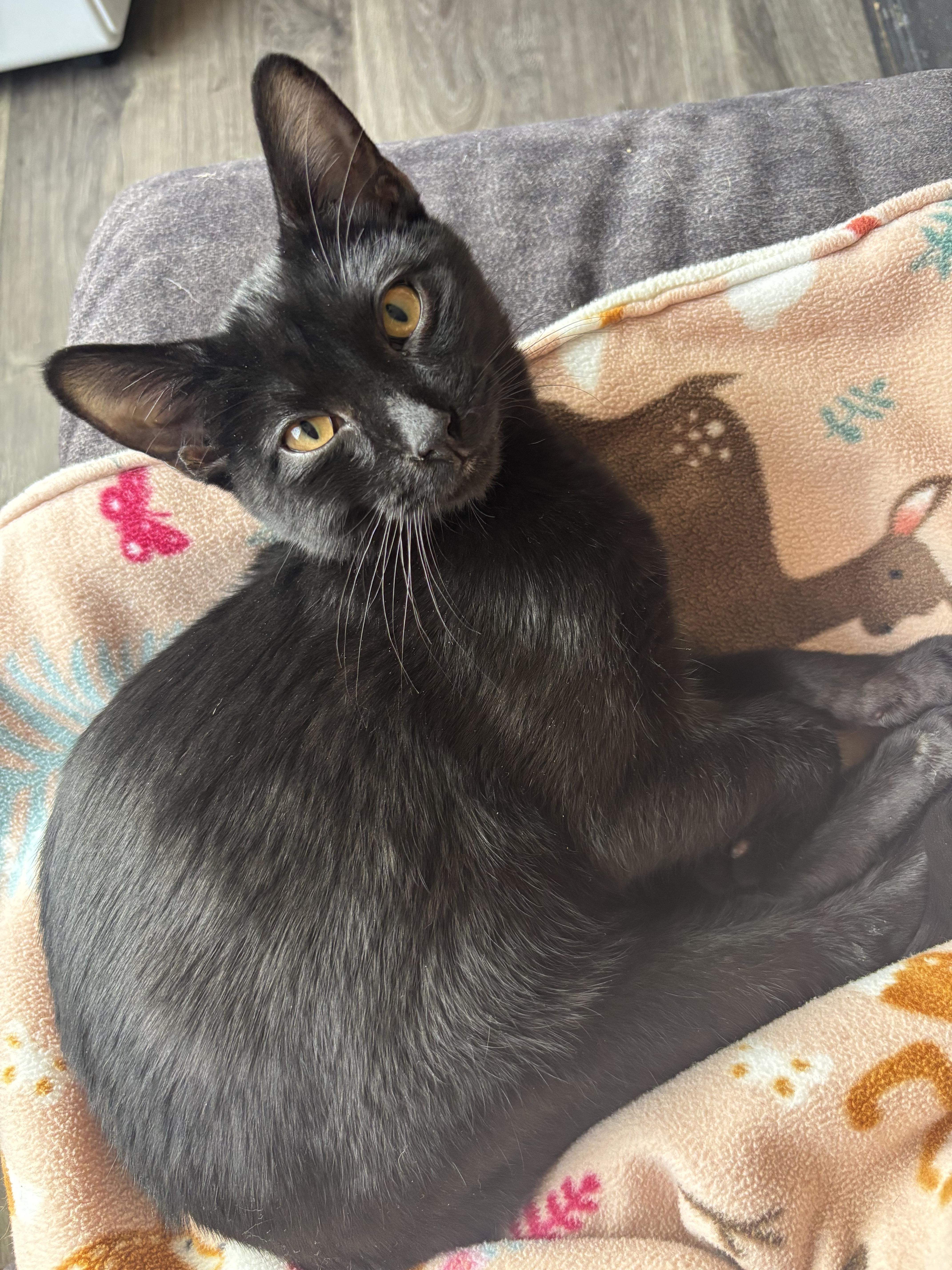 Prudence The Boy thumbnail 2