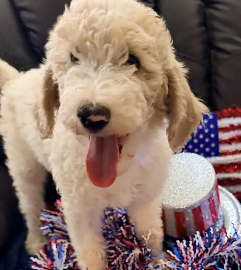 A baby large-sized female White / Cream Goldendoodle dog named Poppy for adoption in Cerritos, CA
