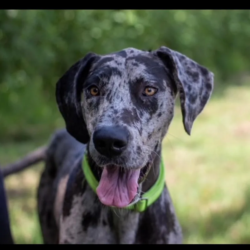 A young large-sized female Gray / Blue / Silver Great Dane dog named Maple for adoption in Lake Jackson, TX