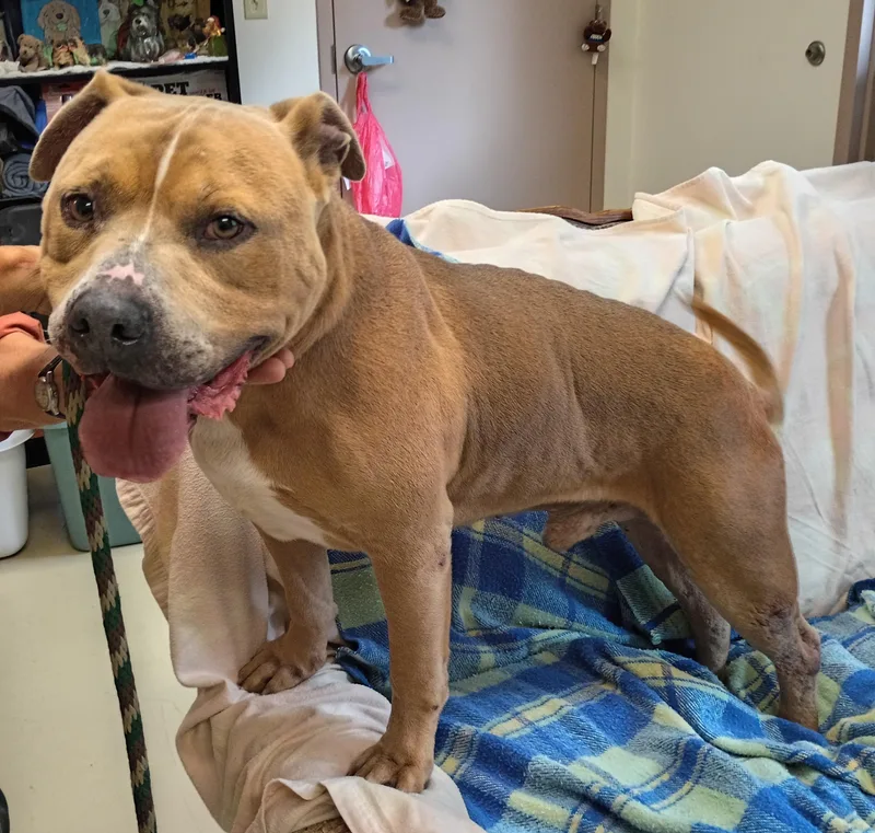 An adult large-sized male American Staffordshire Terrier dog named Albert for adoption in Springfield, OH