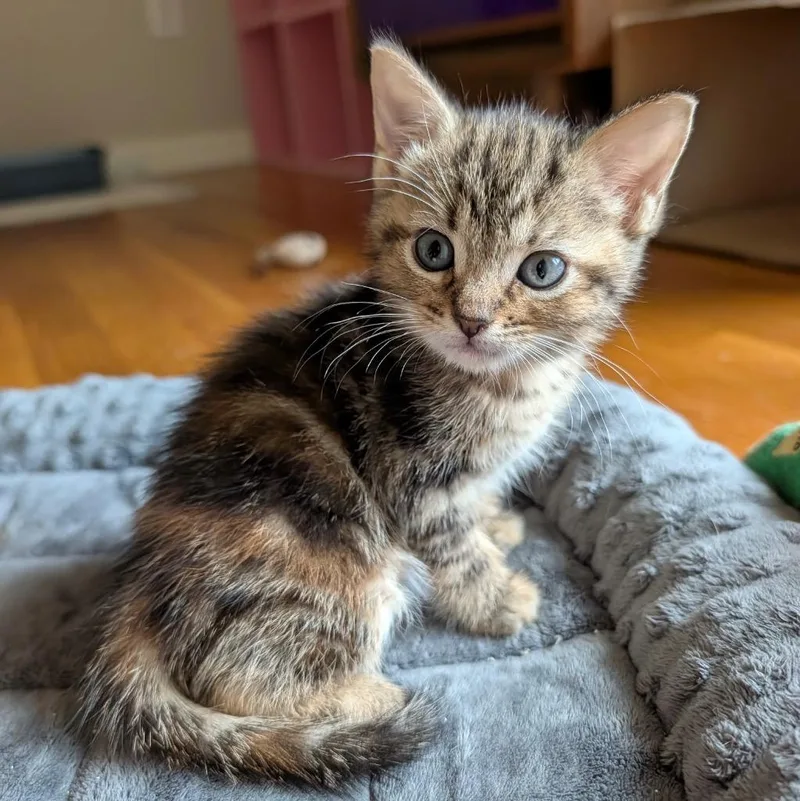 A baby small-sized female Domestic Short Hair cat named Bagel for adoption in Utica, MI