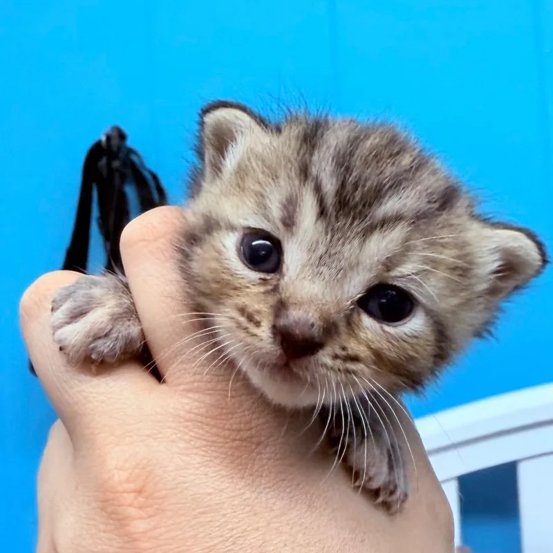 Bagel thumbnail 2