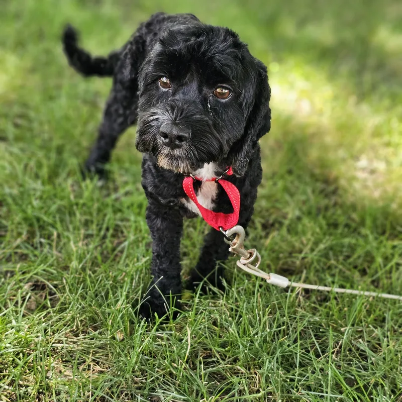 An adult small-sized male Black Cavapoo dog named Hank for adoption in O Fallon, IL