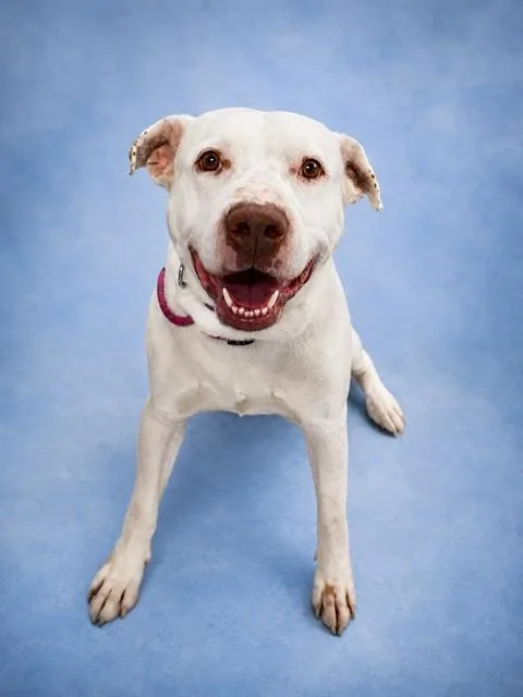 An adult large-sized male Pit Bull Terrier dog named A for adoption in Westminster, MD