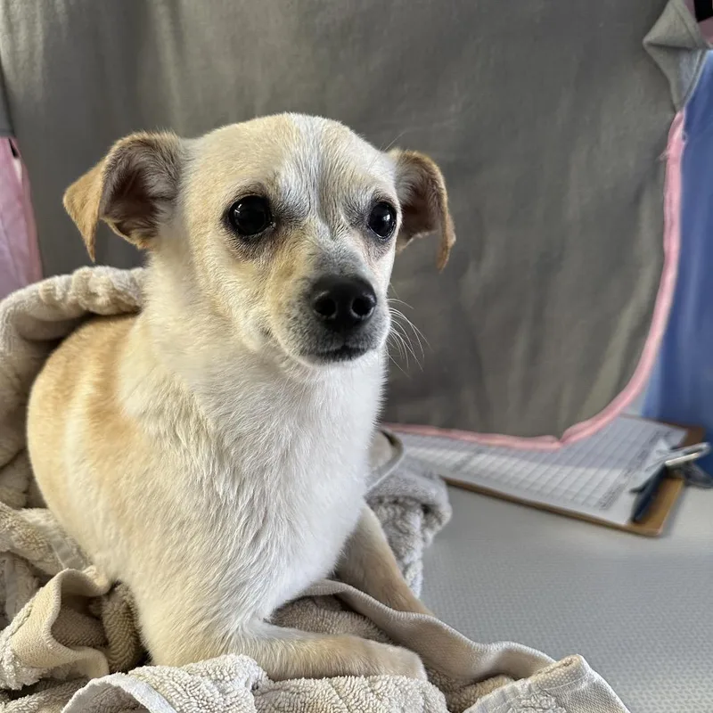 Zekediego thumbnail 2