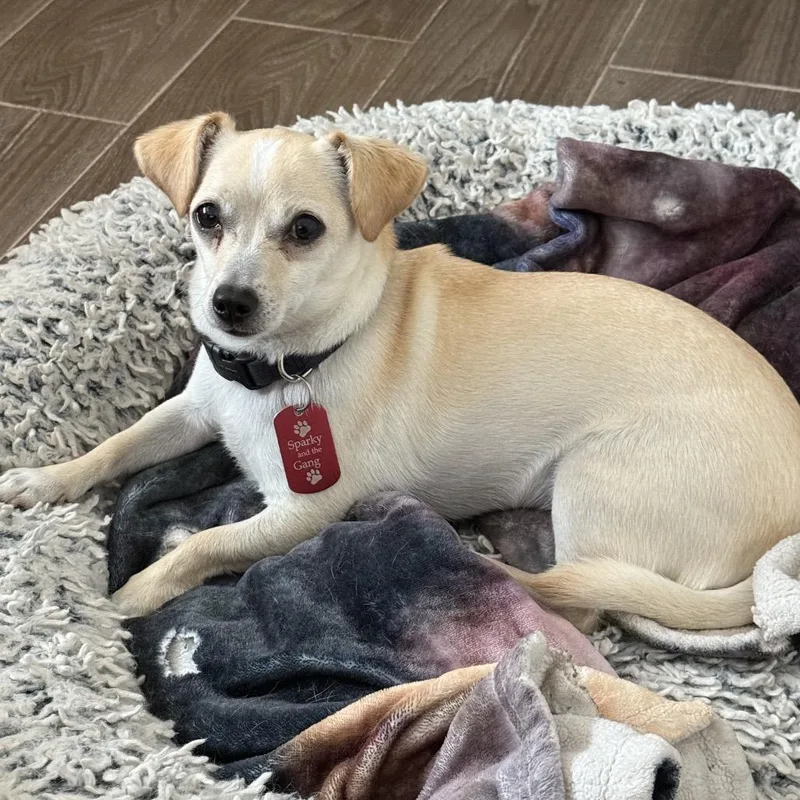 Zekediego thumbnail 3