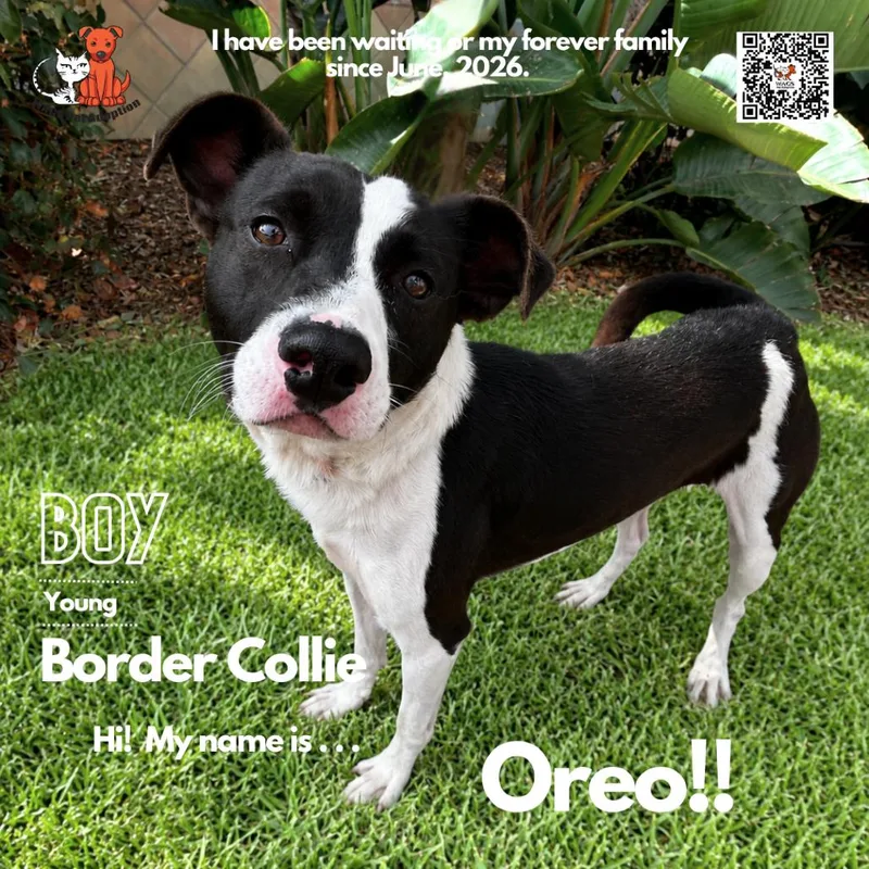 An adult medium-sized male Black Border Collie dog named Oreo for adoption in Westminster, CA