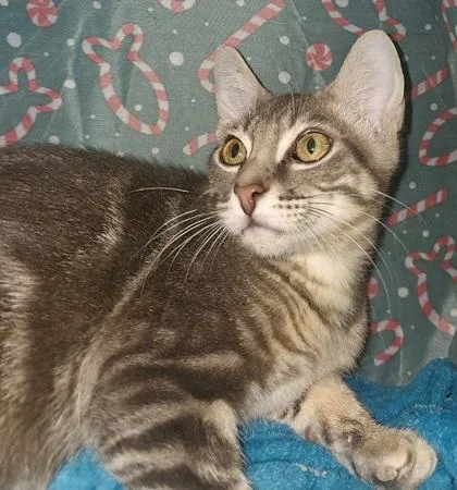 A young small-sized male Domestic Short Hair cat named Rainier for adoption in Phoenix, AZ