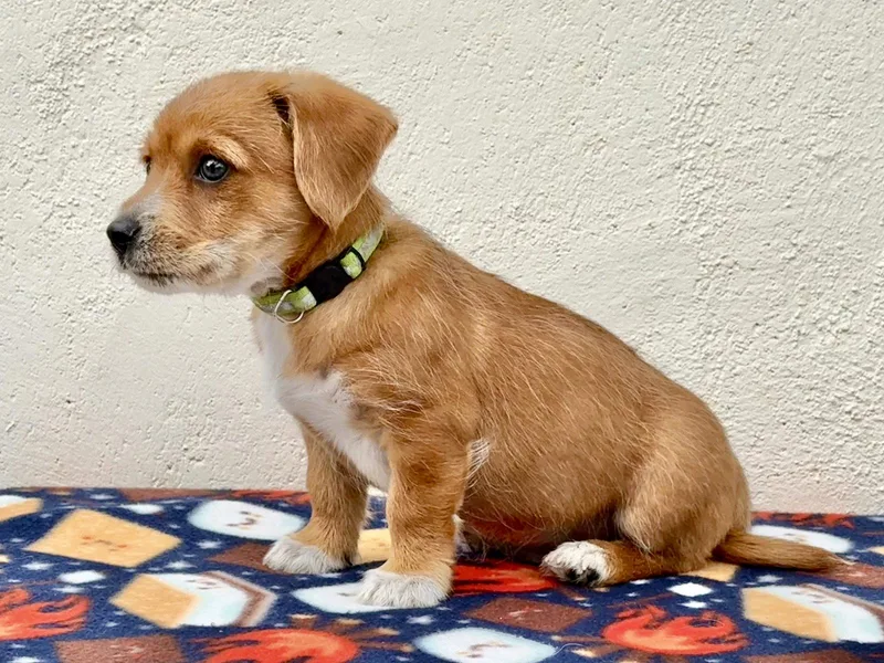 A baby small-sized male Dachshund dog named Schoolyard: Tetherball for adoption in Palo Alto, CA