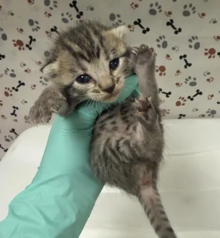 A baby small-sized female Domestic Short Hair cat named Princess Pea for adoption in Riverside, CA