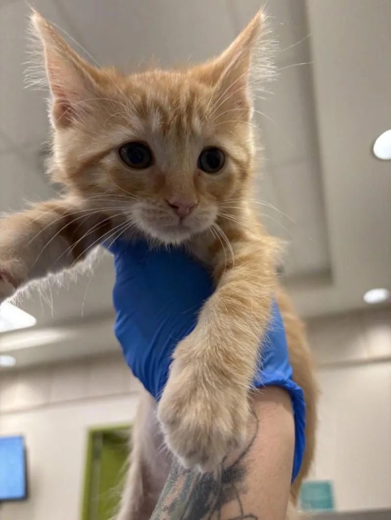A baby small-sized male Domestic Short Hair cat named Murr for adoption in Las Vegas, NV