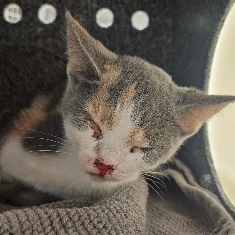 A baby small-sized female Calico Domestic Short Hair cat named Margarita for adoption in Birdsboro, PA