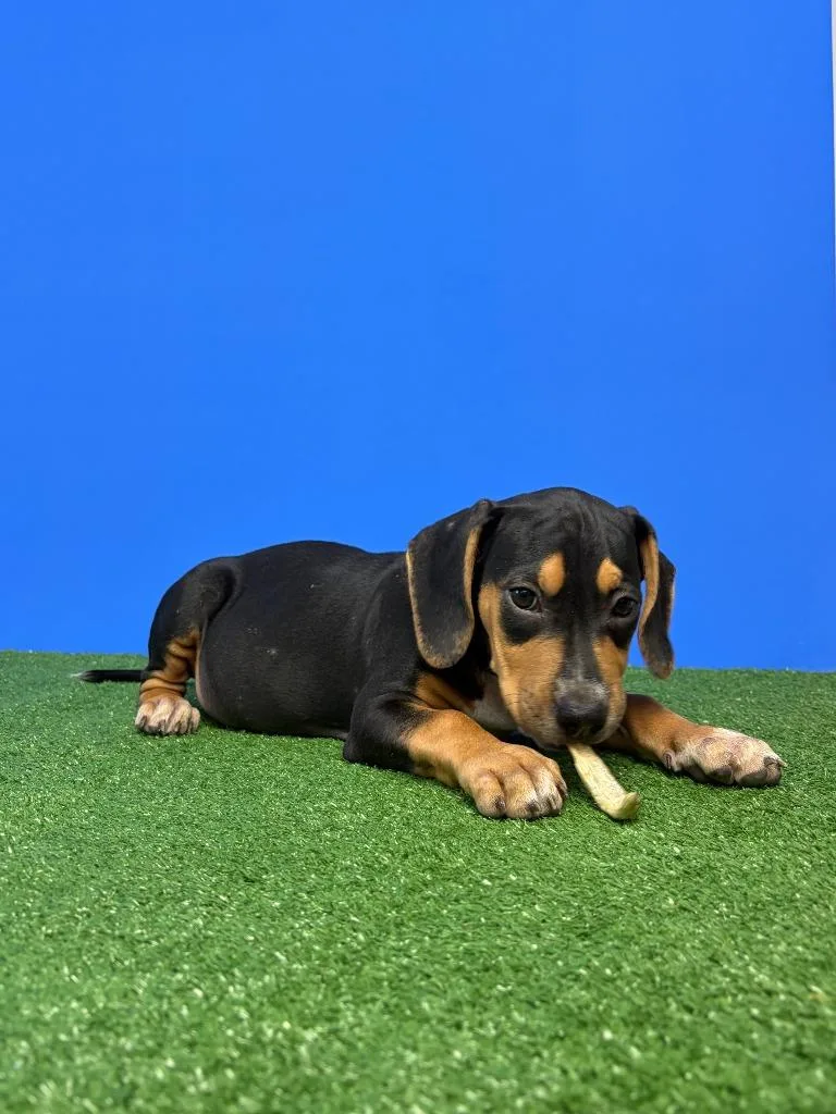 A baby small-sized male Tricolor (Brown, Black, & White) Beagle dog named Raymond Holt for adoption in Alvin, TX