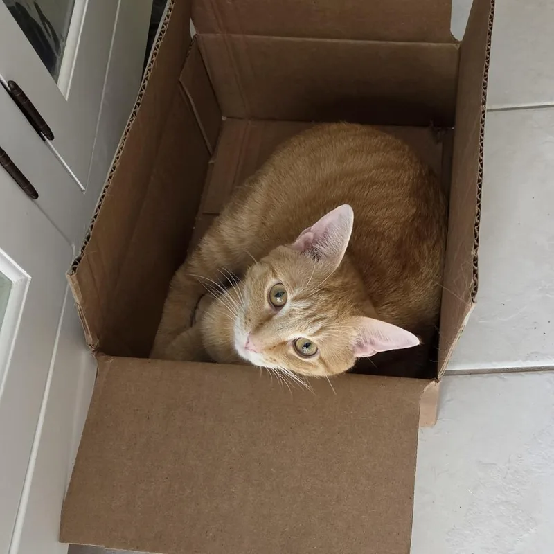 A young large-sized male Orange / Red Domestic Short Hair cat named Maverick for adoption in Columbia, MO