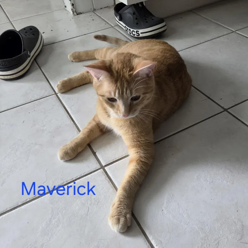 Maverick thumbnail 4