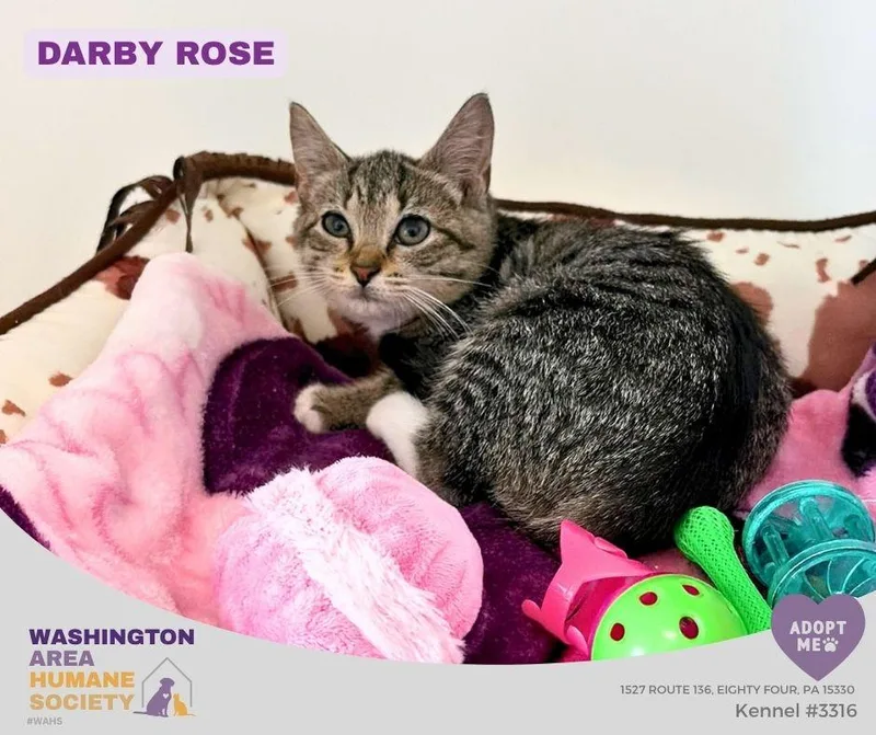 A baby small-sized female Tabby (Brown / Chocolate) Domestic Short Hair cat named Darby Rose for adoption in Eighty Four, PA