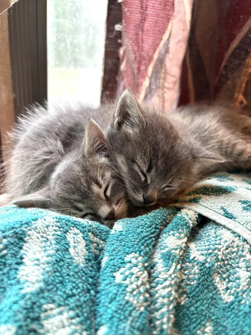 A young medium-sized male Domestic Short Hair cat named Kaka for adoption in Camden, SC