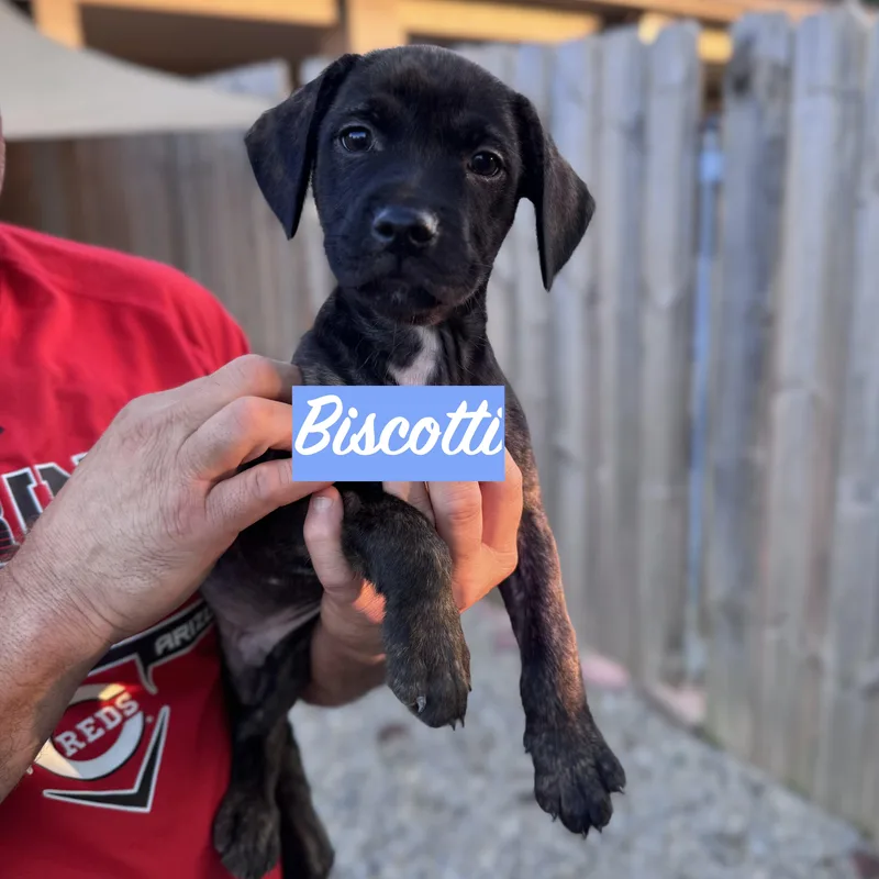 .biscotti