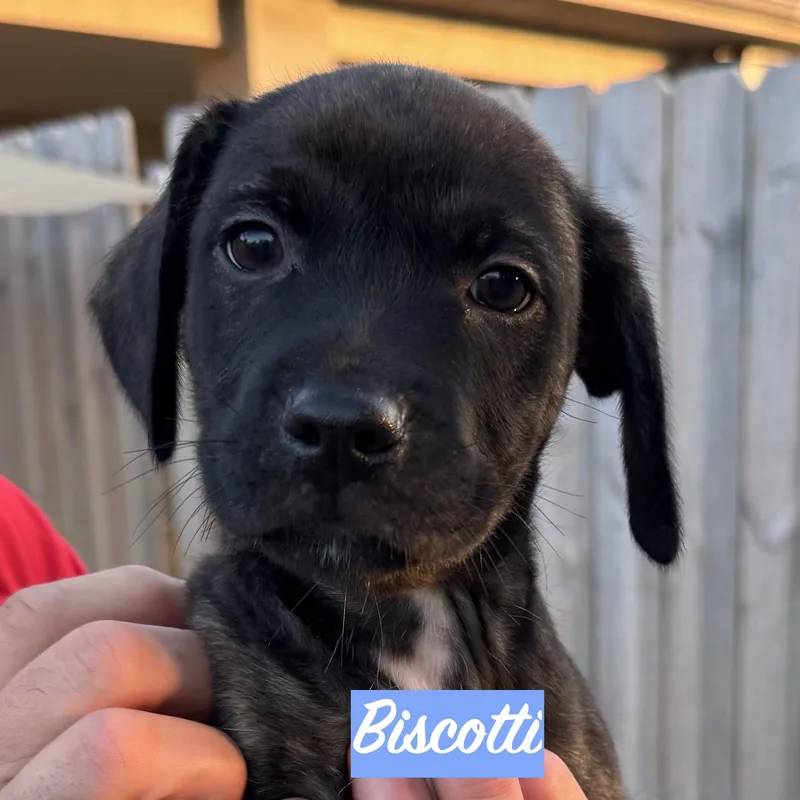 .biscotti thumbnail 3