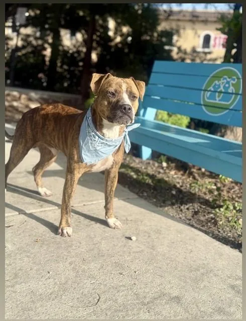A young large-sized male Boxer dog named Bingo for adoption in Miami, FL