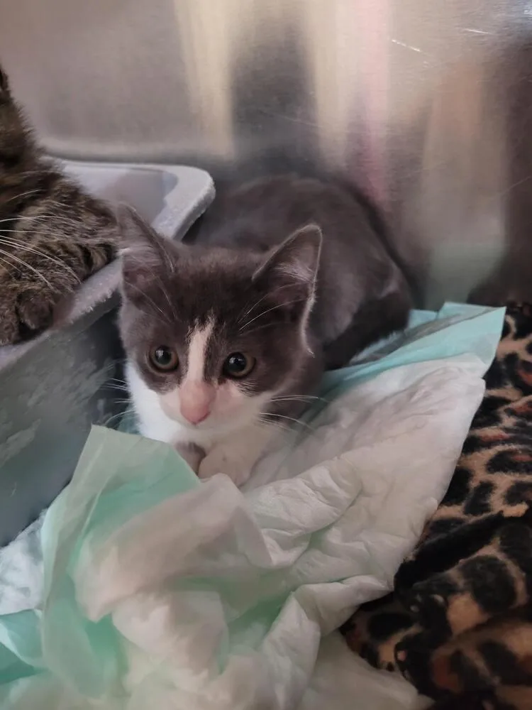 A baby small-sized female Gray & White Domestic Short Hair cat named Suki for adoption in Linton, IN