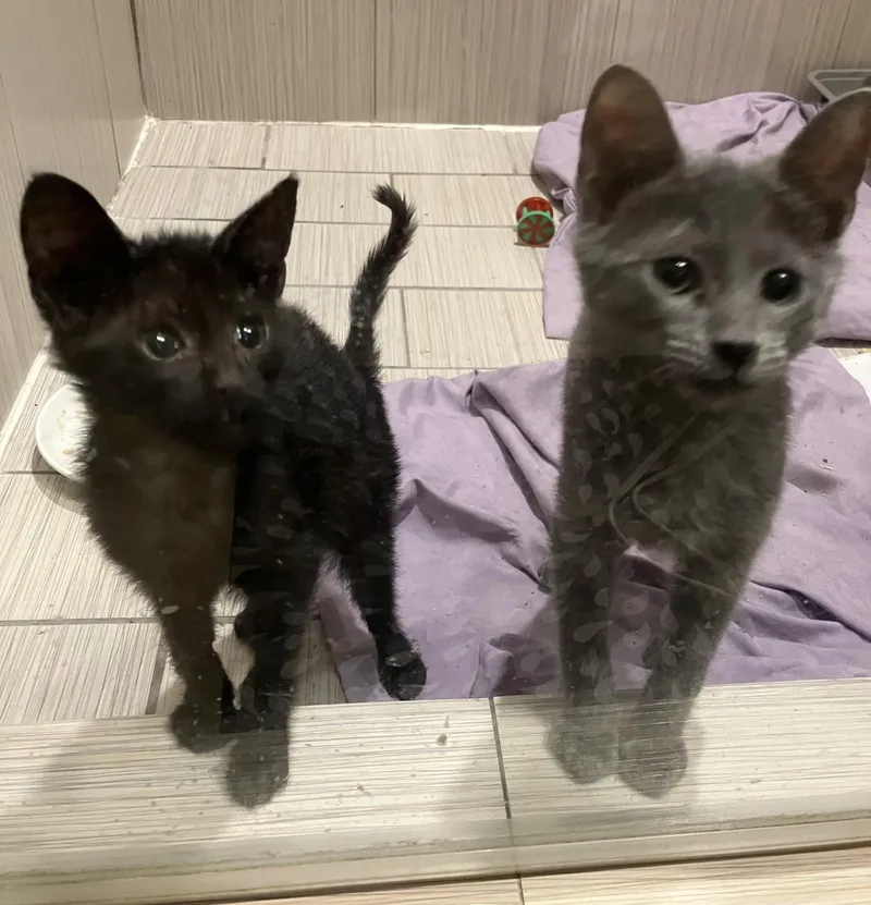 A young medium-sized female Gray / Blue / Silver Russian Blue cat named Truffles for adoption in Houston, TX