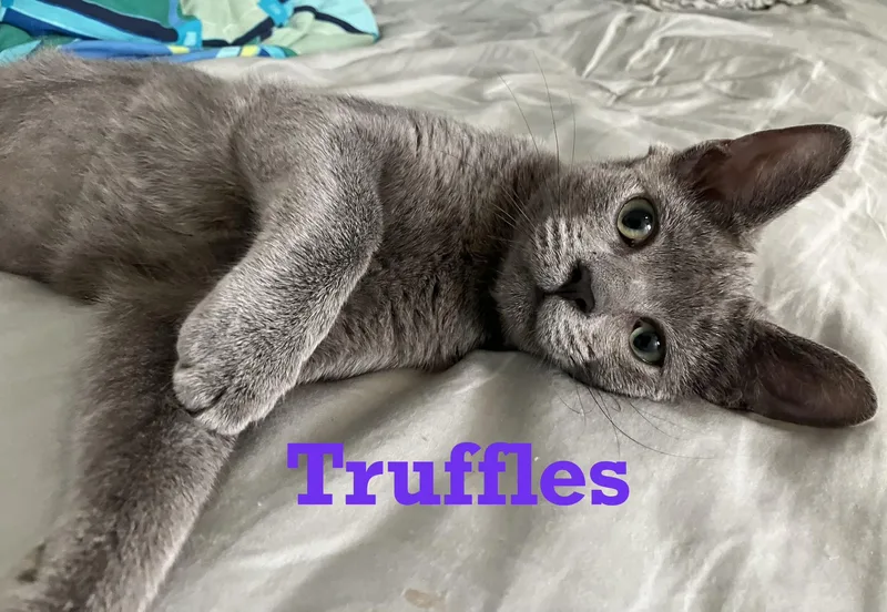 Truffles thumbnail 2