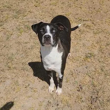 A young medium-sized female Black Cattle Dog dog named Hawks for adoption in Valdosta, GA