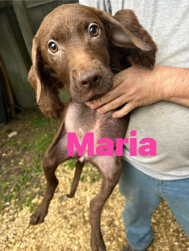 A young medium-sized female Chocolate Labrador Retriever dog named Maria for adoption in Pine Bluff, AR