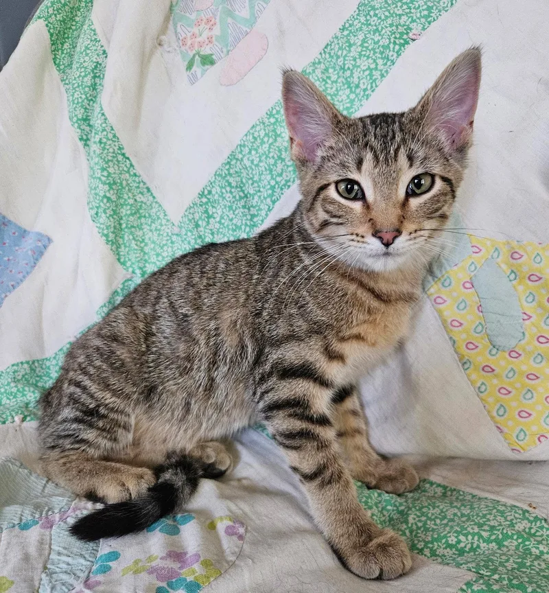 A baby medium-sized female Domestic Short Hair cat named Bitsy for adoption in Greenville, IL