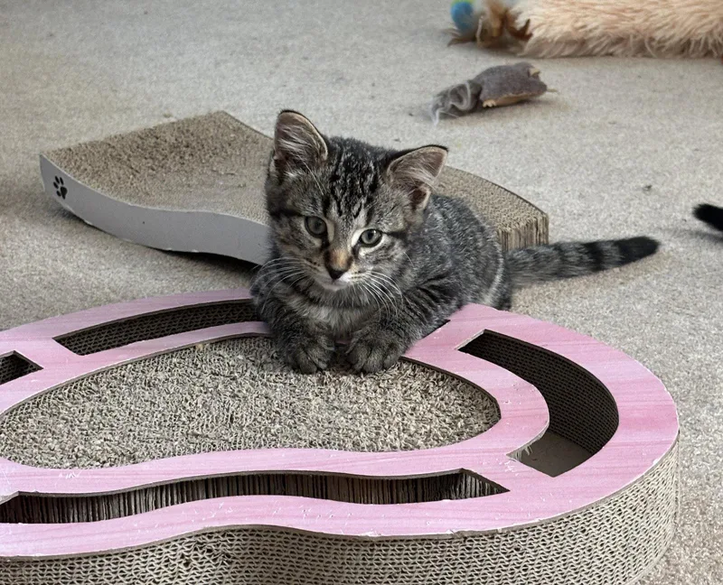 A baby medium-sized female Domestic Short Hair cat named Rhoda Dakar for adoption in Walled Lake, MI