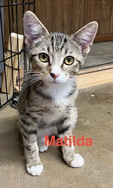 A baby medium-sized female Domestic Short Hair cat named Matilda for adoption in Zimmerman, MN
