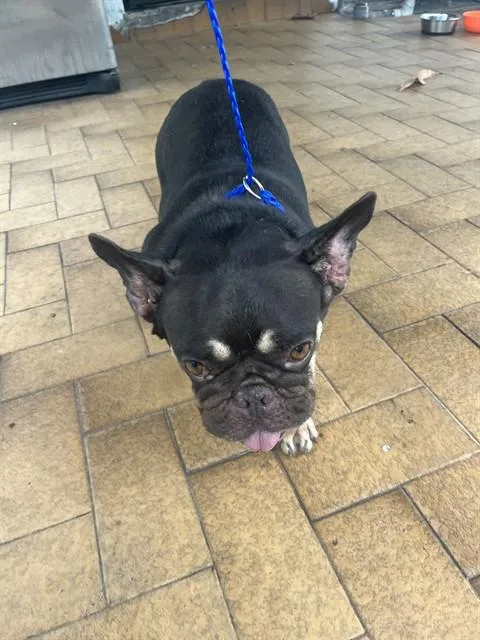 An adult small-sized female French Bulldog dog named Lucia for adoption in Miami, FL