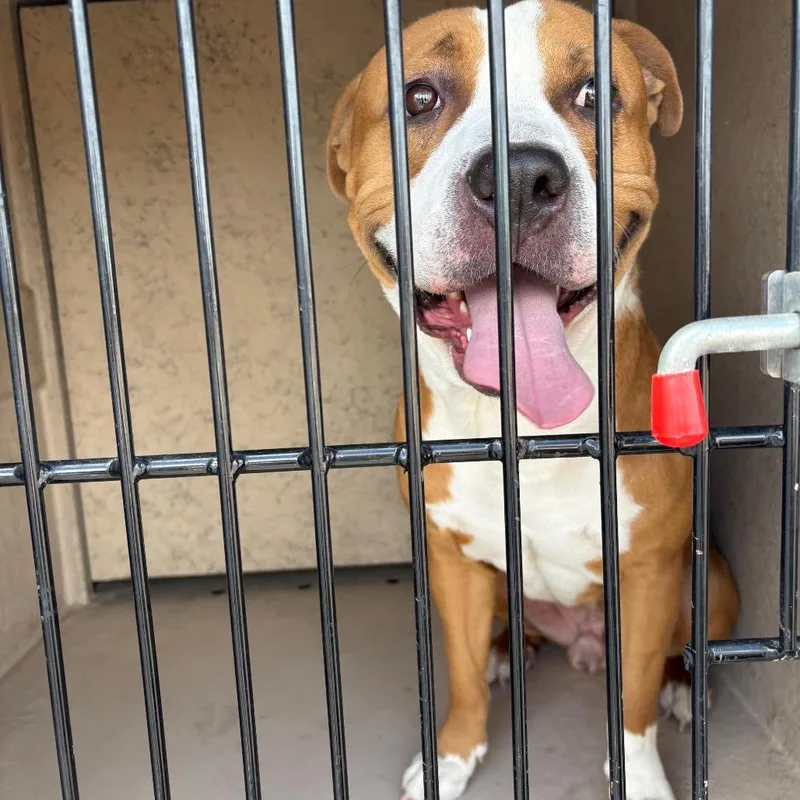 A young medium-sized male Red / Chestnut / Orange Pit Bull Terrier dog named HACCStray for adoption in Henderson, NV