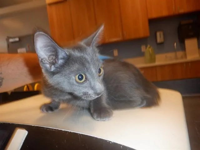A baby small-sized female Domestic Medium Hair cat named Reyna for adoption in San Jose, CA