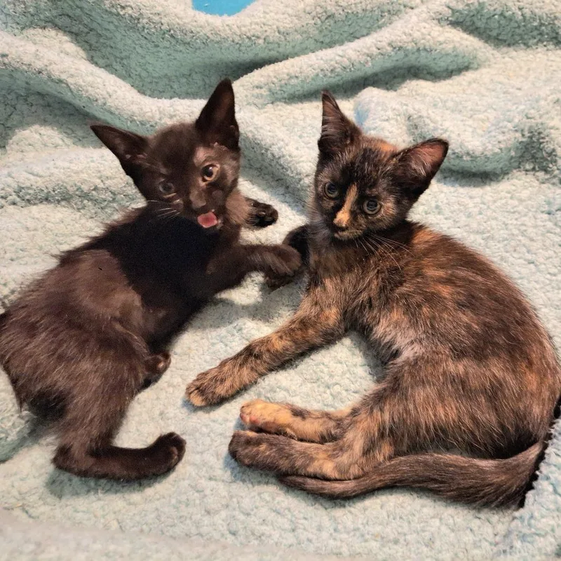 A baby small-sized female Domestic Short Hair cat named Lolli for adoption in Cumming, GA