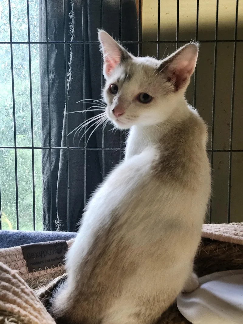 A baby medium-sized male Gray & White Domestic Short Hair cat named Cruise for adoption in Cosby, TN