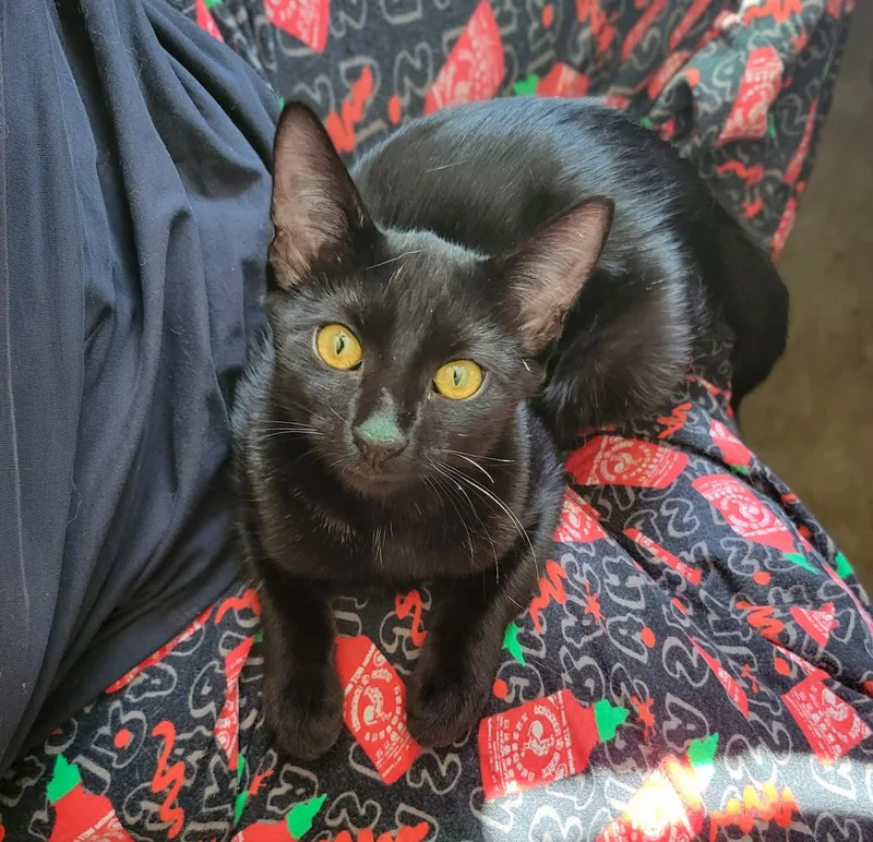 A baby medium-sized female Black Domestic Short Hair cat named Charcoal for adoption in Columbia, SC