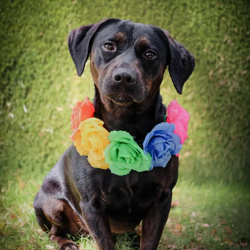 Otis